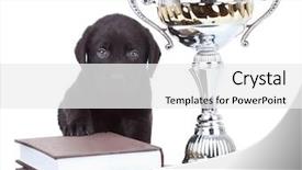  Presentation with champion - PPT layouts featuring little champion - cute black labrador background and a  colored foreground