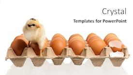  Presentation with chick - PPT theme featuring little-chick-hatching-from-egg background and a white colored foreground