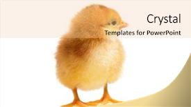  Presentation with chick - PPT layouts featuring little chick looking something isolated background and a  colored foreground