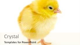  Presentation with chicken - Cool new slide deck with little chicken isolated backdrop and a blonde colored foreground