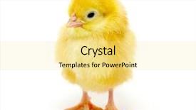  Presentation with chick - Audience pleasing presentation consisting of little chicken isolated backdrop and a blonde colored foreground
