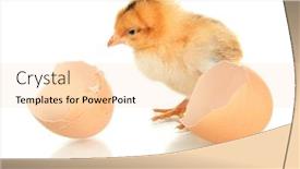  Presentation with eggshell - Audience pleasing PPT theme consisting of little chicken with eggshell isolated on white backdrop and a lemonade colored foreground