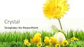  Presentation with chicks - PPT layouts with little chicks on the green grass with flowers background and a blonde colored foreground
