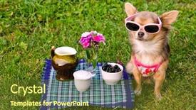  Presentation with pink - Cool new slides with little chihuahua dog wearing pink backdrop and a tawny brown colored foreground