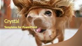  Presentation with lion - PPT theme with little chihuahua dressed as a lion background and a tawny brown colored foreground