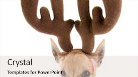  Presentation with antlers - Slide deck enhanced with little chihuahua with antlers background and a lemonade colored foreground