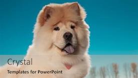  Presentation with sky blue - Presentation theme having little-chow-chow-puppy-dog background and a coral colored foreground