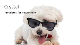  Presentation with cool - PPT layouts having little-cool-bichon-dog-sticking background and a white colored foreground