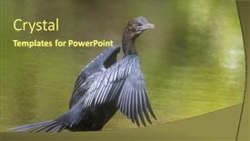  Presentation with water sun - Cool new PPT layouts with little-cormorant-bird-warms-up backdrop and a tawny brown colored foreground