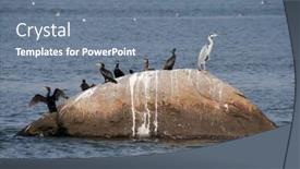  Presentation with black - Theme with little-cormorant-phalacrocorax-black-cormorant background and a seafoam green colored foreground