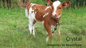  Presentation with cow - Theme featuring little cow on green meadow background and a tawny brown colored foreground