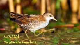  Presentation with walking - Slide set with little-crake-zapornia-parva-walking background and a  colored foreground