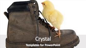  Presentation with chick - Presentation design having little curious easter chick climbing a climbing shoe background and a tawny brown colored foreground
