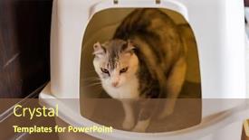  Presentation with look - Slide set consisting of little cute cat look at you on the wooden ground in the room background and a tawny brown colored foreground