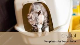  Presentation with look - PPT theme with little cute cat look at you on the wooden ground in the room background and a coral colored foreground