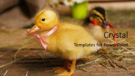  Presentation with rustic barn wedding - Presentation design with little cute ducklings in barn background and a  colored foreground