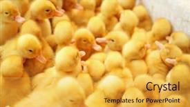  Presentation with incubator - Amazing PPT theme having little cute ducklings in incubator backdrop and a yellow colored foreground