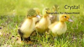  Presentation with outdoors - PPT layouts enhanced with little cute ducklings on green background and a yellow colored foreground