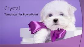 Presentation with puppy - Slide set with little-cute-white-fluffy-puppy background and a light blue colored foreground