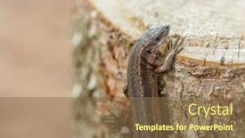  Presentation with dinosaur - Colorful theme enhanced with little-dinosaur-baby-boy-plays backdrop and a violet colored foreground