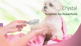 Presentation with spa - Amazing PPT theme having little-dog-at-spa-being backdrop and a cream colored foreground