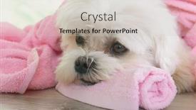  Presentation with grooming dog - Slide set consisting of little-dog-at-spa-resting background and a soft green colored foreground