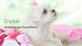  Presentation with grooming dog - PPT theme with little-dog-at-spa-resting background and a cream colored foreground