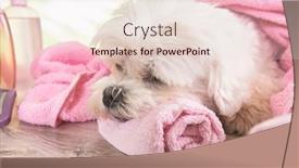  Presentation with grooming dog - Slide set consisting of little-dog-at-spa-resting background and a lemonade colored foreground