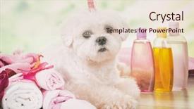  Presentation with grooming dog - PPT layouts featuring little dog at spa resting background and a lemonade colored foreground