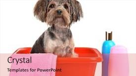  Presentation with plastic - Colorful presentation enhanced with little dog in plastic basin backdrop and a red colored foreground