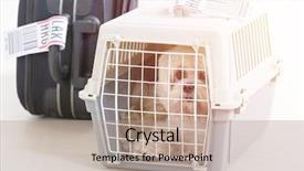  Presentation with airline - Amazing slide deck having little dog in the airline backdrop and a coral colored foreground