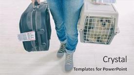  Presentation with airline - Audience pleasing presentation theme consisting of little dog in the airline backdrop and a light gray colored foreground