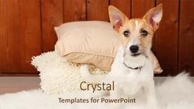  Presentation with dog park animal jack - Beautiful slide deck featuring little dog jack russell terrier backdrop and a lemonade colored foreground