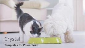  Presentation with cat dog - PPT theme with little-dog-maltese-and-black background and a light gray colored foreground