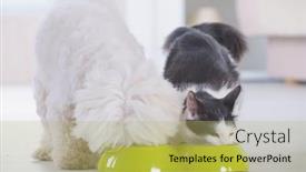  Presentation with dog cat - Colorful slide set enhanced with little-dog-maltese-and-black backdrop and a yellow colored foreground