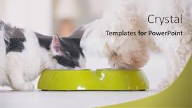  Presentation with cat dog - PPT layouts featuring little-dog-maltese-and-black background and a soft green colored foreground