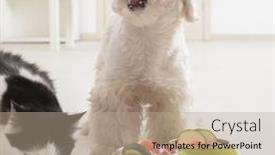  Presentation with dog cat - PPT layouts consisting of little-dog-maltese-and-black background and a coral colored foreground