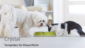  Presentation with cat dog - Presentation enhanced with little-dog-maltese-and-black background and a light gray colored foreground
