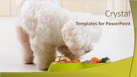  Presentation with dog food - PPT layouts consisting of little-dog-maltese-eating-natural background and a lemonade colored foreground