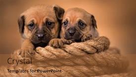  Presentation with sailing - PPT theme having little-dog-on-a-sailing background and a red colored foreground