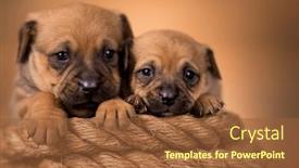  Presentation with sailing - PPT theme featuring little-dog-on-a-sailing background and a tawny brown colored foreground