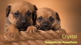  Presentation with sailing - PPT theme having little-dog-on-a-sailing background and a tawny brown colored foreground