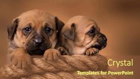  Presentation with sailing - Slides featuring little-dog-on-a-sailing background and a tawny brown colored foreground