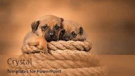  Presentation with sailing - Presentation with little-dog-on-a-sailing background and a coral colored foreground