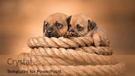  Presentation with sailing - Presentation theme having little-dog-on-a-sailing background and a coral colored foreground