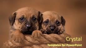  Presentation with sailing - Presentation featuring little-dog-on-a-sailing background and a tawny brown colored foreground