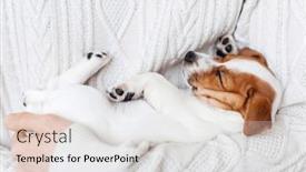 Presentation with together - Slides enhanced with little-dog-relax-sleeping background and a light gray colored foreground
