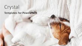  Presentation with together - PPT theme consisting of little-dog-relax-sleeping background and a white colored foreground