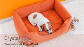  Presentation with dog - Slides enhanced with little-dog-relaxing-on-dog background and a coral colored foreground