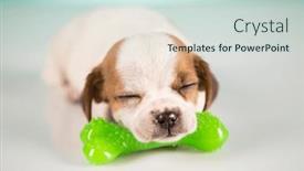  Presentation with rubber - 